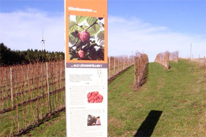 Stele Himbeeren auf der Platte
